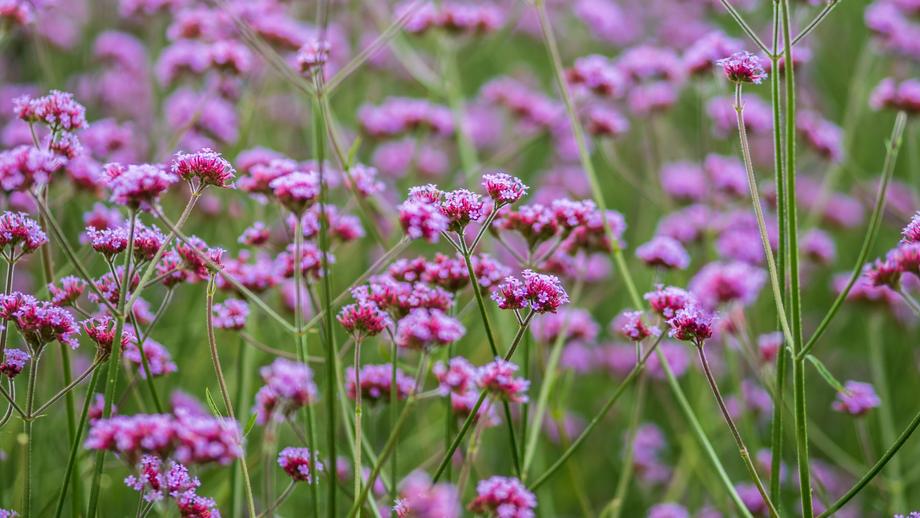 ที่เที่ยวเขาค้อรีสอร์ท