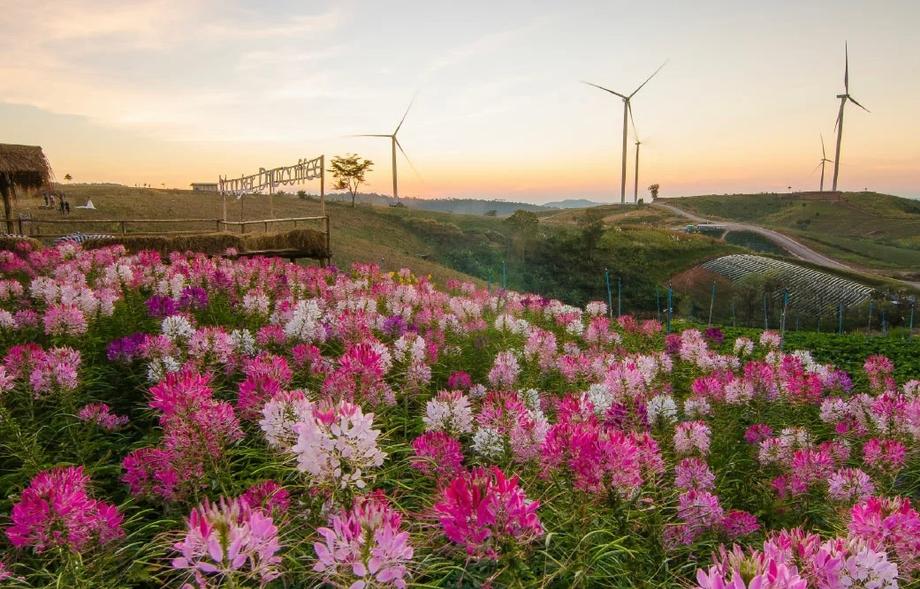 จุดชมวิวดอกไม้เขาค้อ